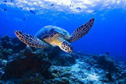 Sea Turtle Wall Mural-Animals & Wildlife-Eazywallz