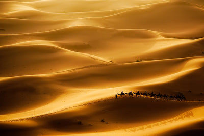 Sahara Camel Caravan Wallpaper Mural