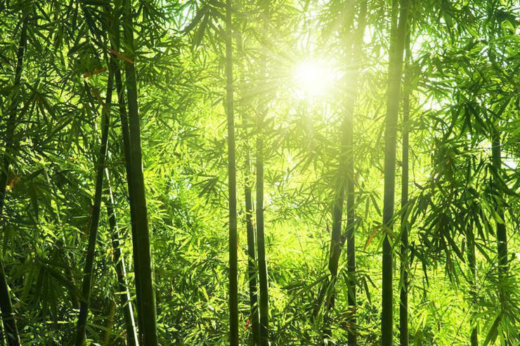 Bamboo forest Wall Mural-Landscapes & Nature,Zen-Eazywallz