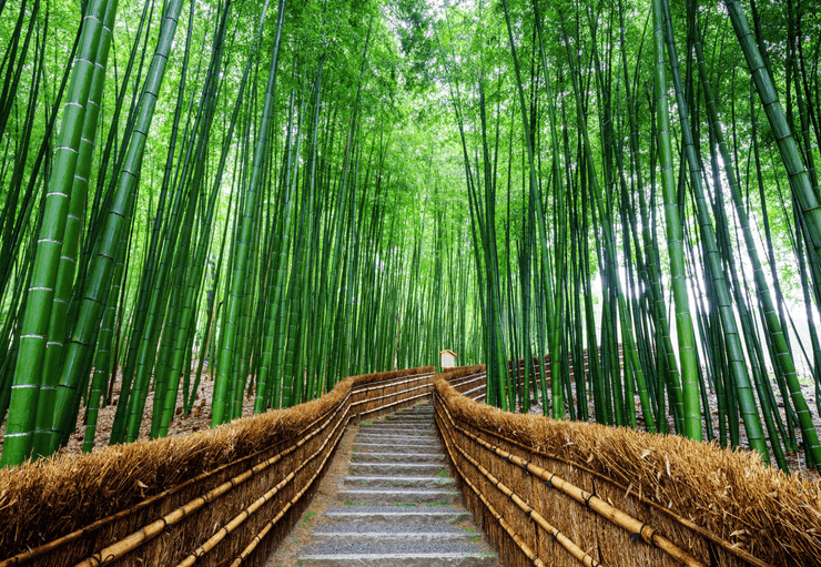 Bamboo grove Wall Mural-Landscapes & Nature,Zen-Eazywallz