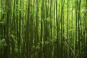 Bamboo stalks Wall Mural-Landscapes & Nature,Zen-Eazywallz