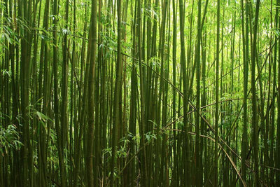 Bamboo stalks Wall Mural-Landscapes & Nature,Zen-Eazywallz