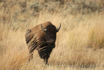 Bison on Yellowstone Wall Mural-Animals & Wildlife-Eazywallz