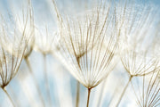 Blue Dandelion Wall Mural