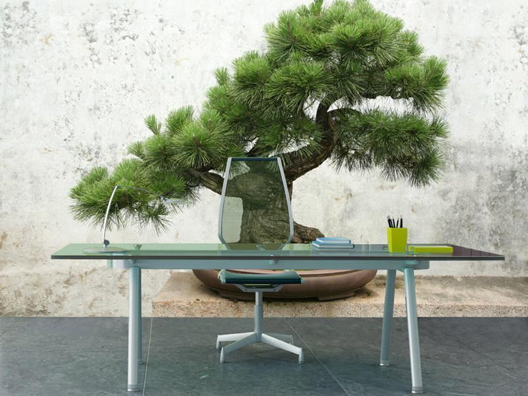 Bonsai tree Wall Mural-Zen-Eazywallz