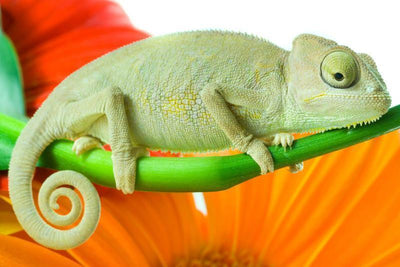 Chameleon on flower Wall Mural-Animals & Wildlife,Macro-Eazywallz