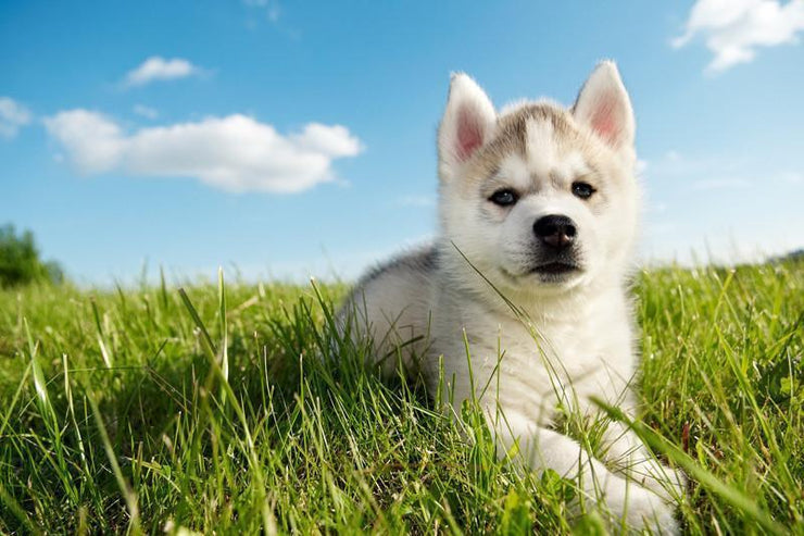 Cute puppy husky Wall Mural-Animals & Wildlife-Eazywallz