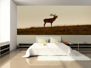 Deer in the Evening Light Wall Mural-Animals & Wildlife,Panoramic-Eazywallz