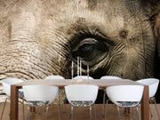 Elephant close up Wall Mural-Animals & Wildlife-Eazywallz