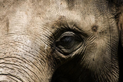 Elephant close up Wall Mural-Animals & Wildlife-Eazywallz