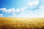 Field of Barley Wall Mural-Food & Drink,Landscapes & Nature-Eazywallz