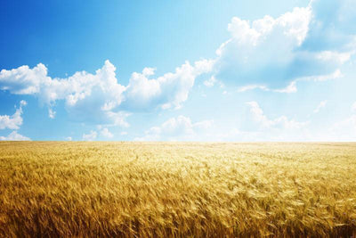 Field of Barley Wall Mural-Food & Drink,Landscapes & Nature-Eazywallz