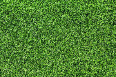 Grass texture Wall Mural-Textures-Eazywallz