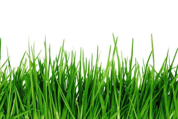 Green grass close up Wall Mural-Macro,Textures-Eazywallz