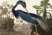 Louisiana Heron Wallpaper Mural