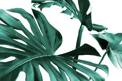 Monstera Leaf Detail Wall Mural-Tropical & Beach-Eazywallz