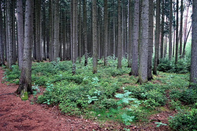 Old Growth Fir Forest Wallpaper Mural-Landscapes & Nature-Eazywallz