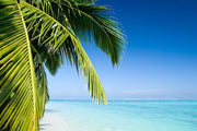 Palm tree on a tropical beach Wall Mural-Tropical & Beach-Eazywallz