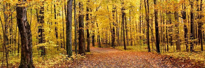 Path in Autumn Park Wall Mural-Landscapes & Nature,Panoramic-Eazywallz