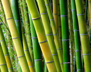 Serene Bamboo Wall Mural-Landscapes & Nature,Zen-Eazywallz