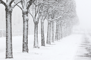 Snow Covered Park in St.Petersburg Wall Mural-Landscapes & Nature-Eazywallz