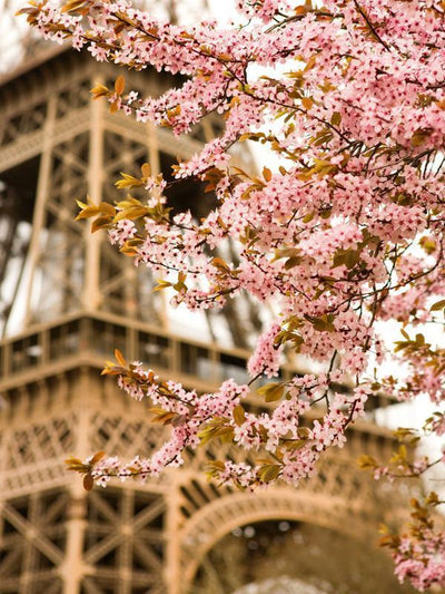 Spring in Paris, France Wall Mural-Buildings & Landmarks-Eazywallz