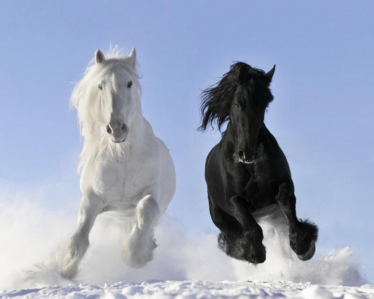 White and black horses Wall Mural-Animals & Wildlife-Eazywallz