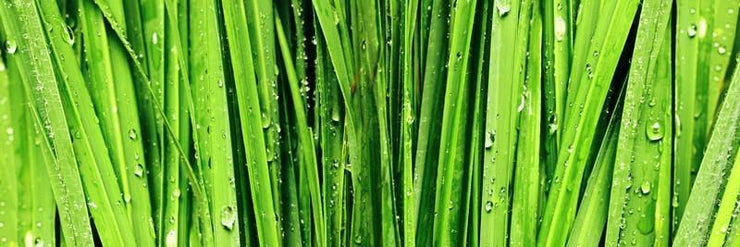 Wide Green Grass Closeup Wall Mural-Macro,Textures,Panoramic,Best Seller Murals-Eazywallz