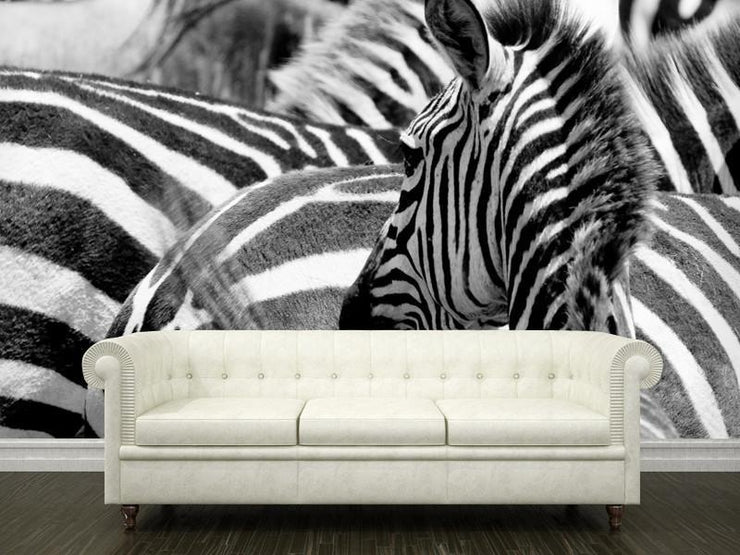 Zebras in Masai Mara Wall Mural-Animals & Wildlife,Black & White-Eazywallz